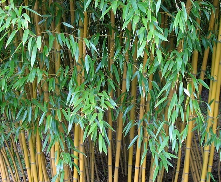 manfaat daun bambu kering bagi tanaman hias