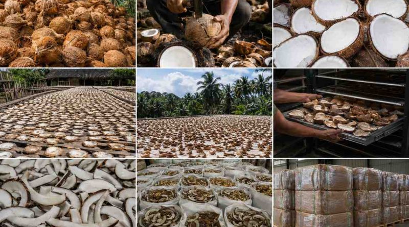cara pembuatan kopra kelapa