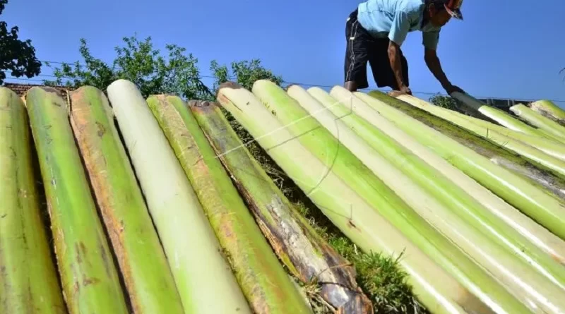 batang pisang bisa dibuat apa