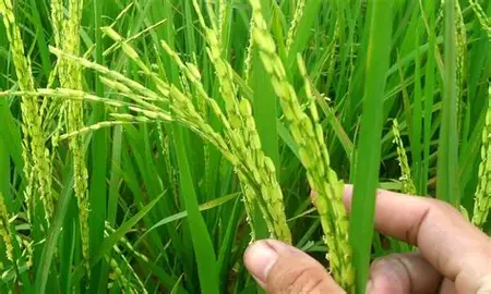 mengurangi kehilangan hasil panen