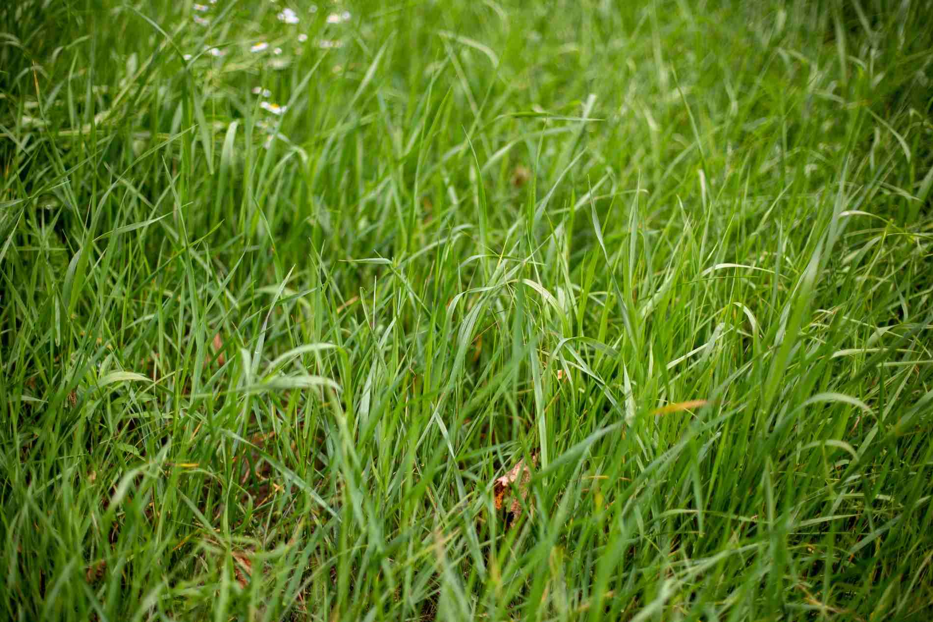 jenis rumput yang cocok untuk pakan ternak